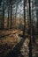 Tranquil path through a wooded area, illuminated by golden sunlight filtering through the trees