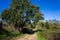 Tranquil paths winding through Alentejo\\\'s countryside, shaded by trees.