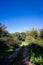 Tranquil paths winding through Alentejo\\\'s countryside, shaded by trees.