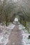 Tranquil pathway in the countryside is lined with a row of trees on one side