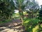 Tranquil Pathway Through Green Garden Landscape.