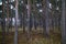 Tranquil pathway winding through a dense forest, lined with tall trees