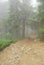 Tranquil pathway in a wooded area shrouded in fog, with tall trees providing an ethereal backdrop