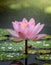 Tranquil Petals: Serene Lotus Bloom