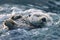 Tranquil photorealistic scene of a sea otter peacefully floating on its back in ocean waves