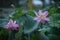 Tranquil, picturesque scene of pink lotus flowers in a peaceful pond surrounded by lush greenery