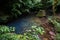 Tranquil, picturesque stream running through a serene wooded area, Guilan, Iran