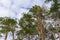 Tranquil pine forest view on blue sky backgrounds