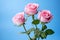 Tranquil Pink roses blue background bush. Generate Ai