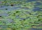 Tranquil pond with clusters of vibrant lily pads floating on its glassy surface.