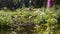 Tranquil Pond With Lush Green Woodland Park in Sunshine.