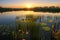A tranquil pond surrounded by reeds and lily pads, the sun setting over the water