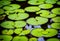 In a tranquil pond, vibrant lily pads create a picturesque scene, their emerald leaves providing shelter for frogs as