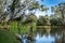 Tranquil reflections of eucalyptus gum trees in Murray River which forms state border between Victoria and New South Wales, Austra