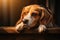 In tranquil repose, a wise beagle reclines, head on gentle paws