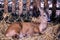 Tranquil Rest: Close-up of a Graceful Fawn in the Zoo Park