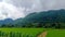 A Tranquil Rice Landscape