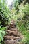 Tranquil rocky path surrounded by lush green vegetation.