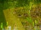 Tranquil scene of artificial lake or fountain with green water and lush water plants