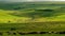 A tranquil scene of cattle grazing on a rolling landscape generated by AI