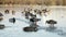 Tranquil scene of ducks enjoying a peaceful walk on a frozen lake, surrounded by snow-covered trees.