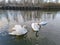 Tranquil scene featuring a flock of swans gliding in the still waters of a serene lake