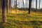 A tranquil scene in a forest with even trunks of pine trees and a sky with clouds peeping through them