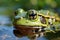 Tranquil scene: Green frog Rana esculenta enjoys the water\\\'s embrace.