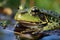 Tranquil scene: Green frog Rana esculenta enjoys the water\\\'s embrace.