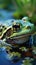 Tranquil scene: Green frog Rana esculenta enjoys the water\\\'s embrace.