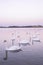 Tranquil scene group of swans swimming in nature lake in morning.swans background with reflection swans are peach and love symbol