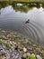 Tranquil scene of mallard duck on smooth water of pond