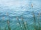 Tranquil Scene of Palea Grasses In the Wind by the Sea