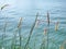 Tranquil Scene of Palea Grasses In the Wind by the Sea