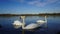 Tranquil scene of three white swans peacefully swimming side-by-side on a still lake