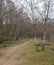 Tranquil scene of a winding pathway surrounded by a cluster of trees in the center