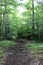 Tranquil scene in the woods with dirt path leading hikers up the mountain