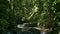 Tranquil scenery of water stream flowing through the rocks surrounded by lush foliage plants under sunlight in rainforest.