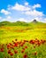 Tranquil scenic vibrant spring poppy flower landscape in sunny day