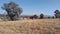 A tranquil scenic winter`s grassland countryside photo with trees on the horizon under a blue sky and a large eucalyptus tree