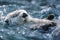 Tranquil sea otter floating in ocean waves a photorealistic masterpiece captured with soft lighting