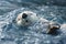 Tranquil sea otter floating in serene ocean waves, photorealistic scenic photography masterpiece