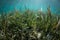 Tranquil Seagrass Meadow in Wakatobi National Park