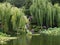 Tranquil Secluded Oriental Garden with Weeping Willow & Pond.