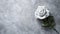 Tranquil Serenade: White Rose Flower on Grey Surface with Delicate Tones