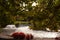 Tranquil, serene image of a small pond with lush greenery in the background in Treasury Gardens