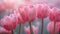 Tranquil and serene image of soft pink tulip buds enveloped in a soft foggy filter, inviting viewe