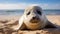 Tranquil Serenity: Adorable Baby Seal Resting on Pristine Beach