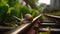 Tranquil Serenity: Closeup of a Snail on a Rail