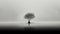 Tranquil Serenity A Surreal Monochromatic Minimalist Portrait Of A Lone Tree